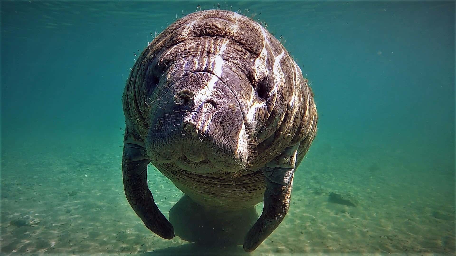 The Only Place in the USA Where you can Legally Swim with Manatees