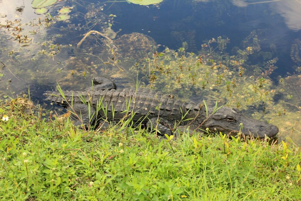 Alligator at the edge of the water in Everglades National Park, one of the best places to visit in Florida