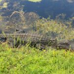 Alligator at the edge of the water in Everglades National Park in Florida