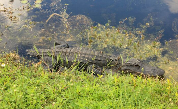 Alligator at the edge of the water in Everglades National Park in Florida