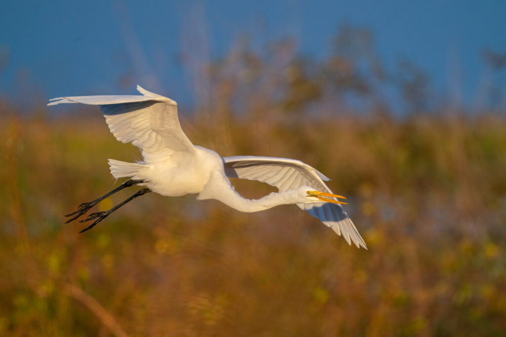 A great egret landing in Apopka
