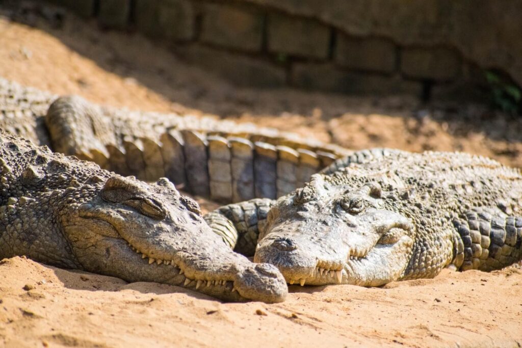 crocodiles